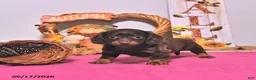 Dachshund dogs for sale: Minnie - Ad 2