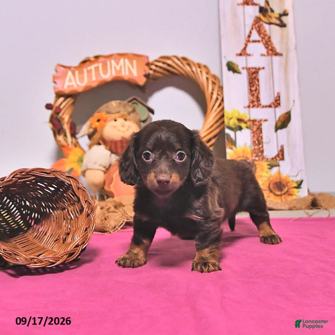 Dachshund dogs for sale: Minnie - Ad 2