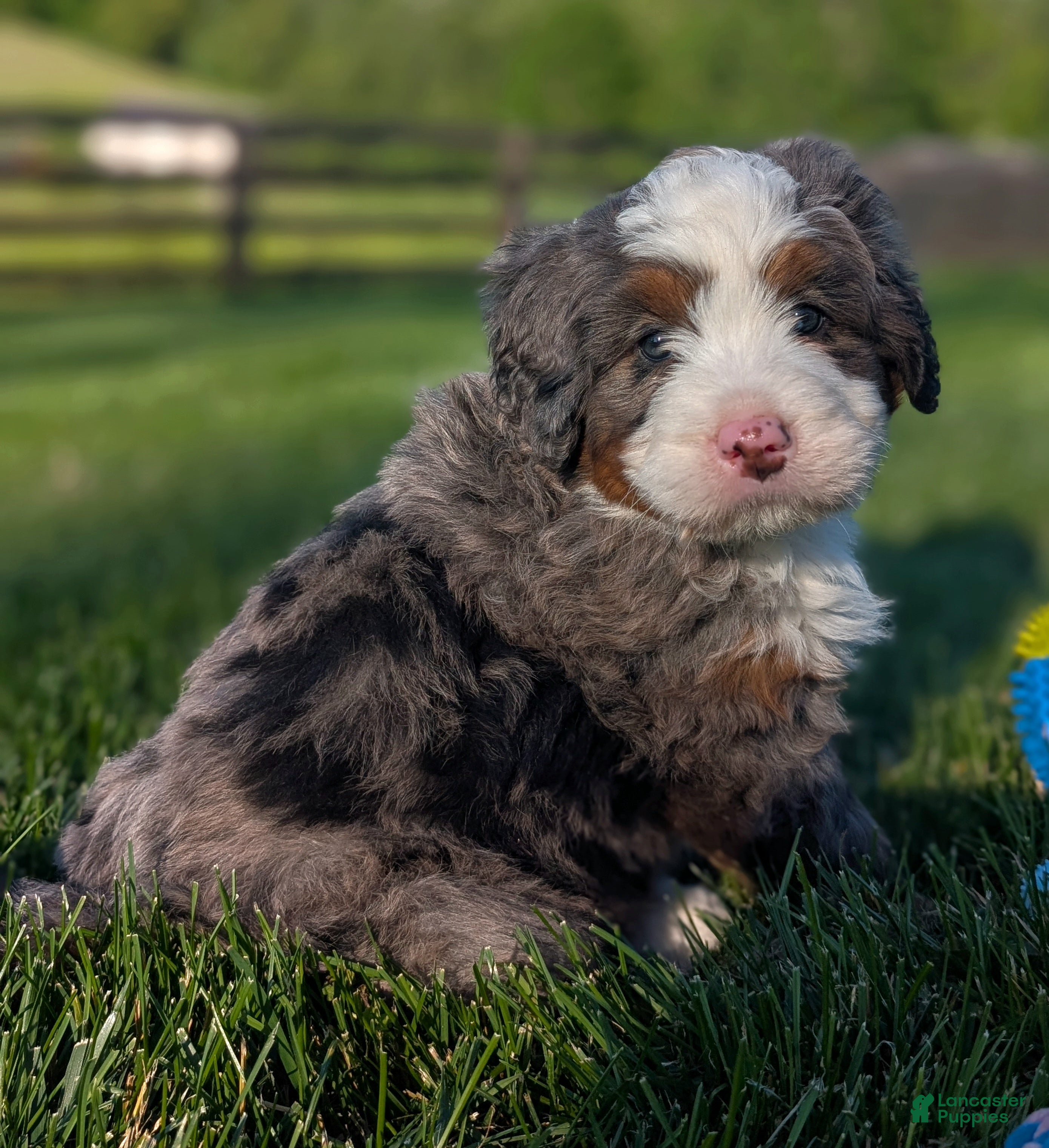 Bernedoodle dogs for sale: Spencer - Ad 1