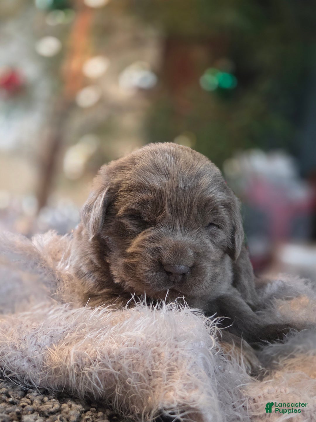 Newfoundland dogs for sale: Snickers  - Ad 4