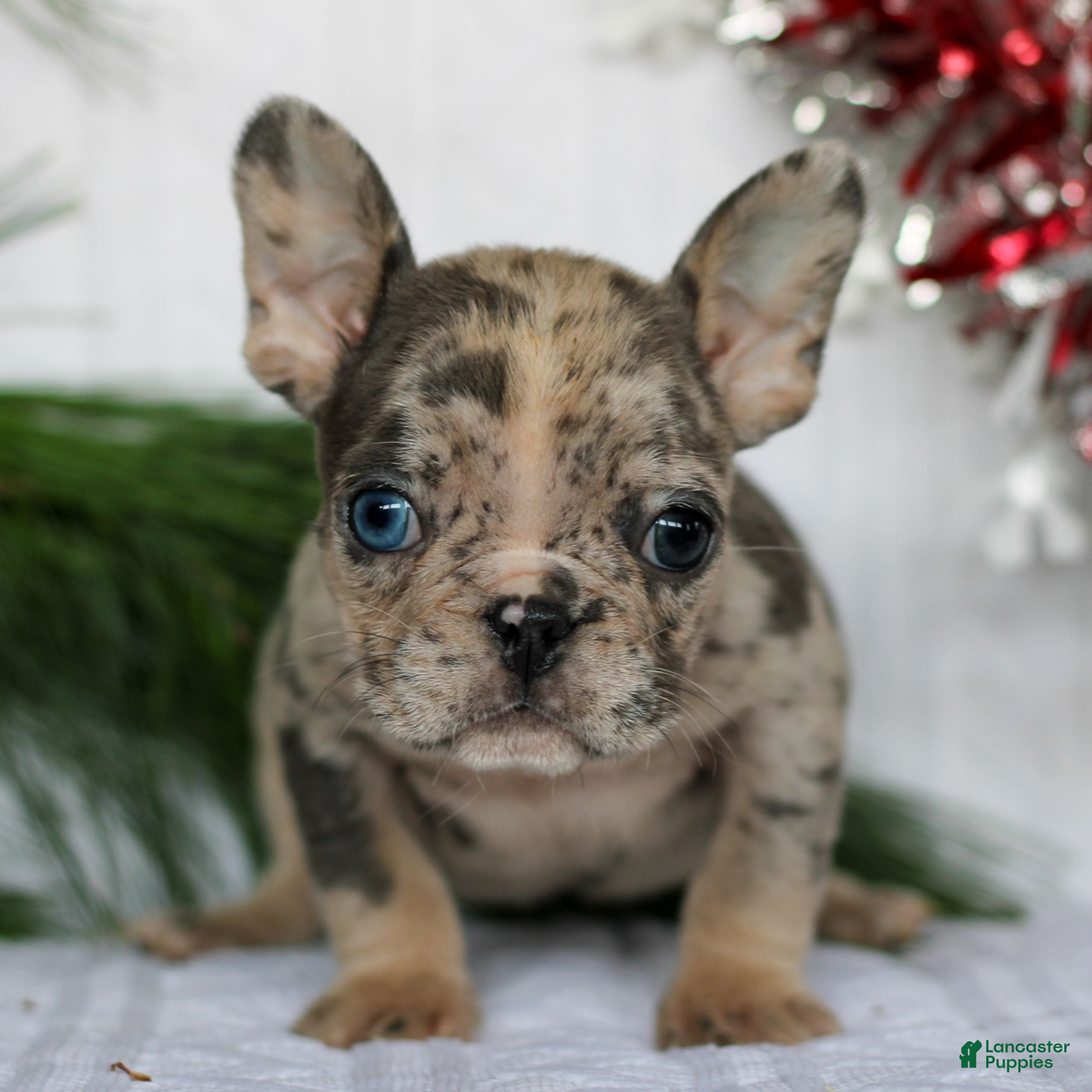 French Bulldog dogs Poppy  - Ad 27