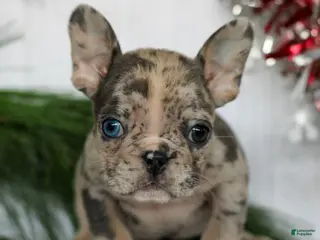 French Bulldog dogs Poppy - Ad 25