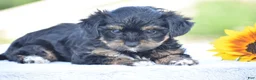 Yorkiepoo dogs for sale: Aimee - Ad 4