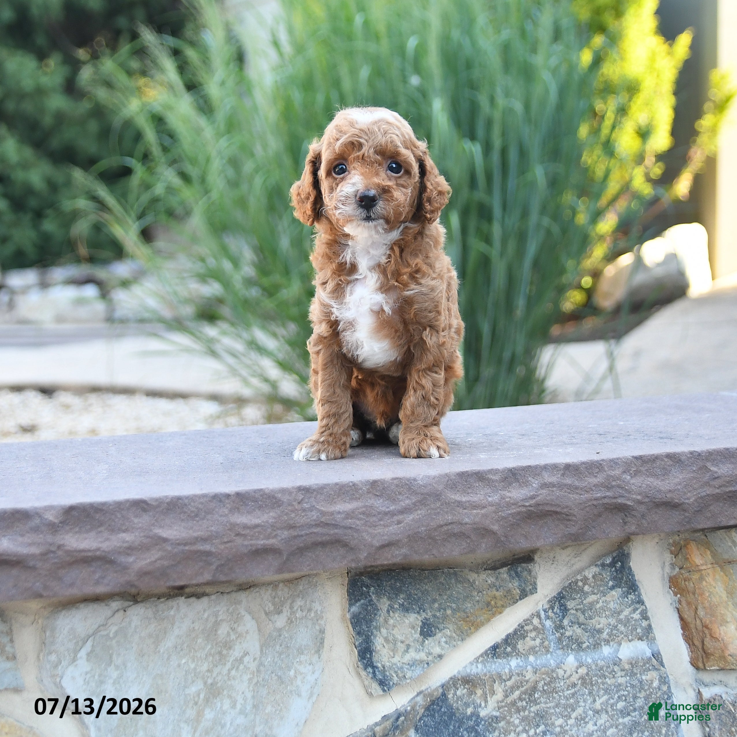 Miniature Poodle dogs Tiny Happy - Ad 1