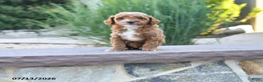 Tiny Happy