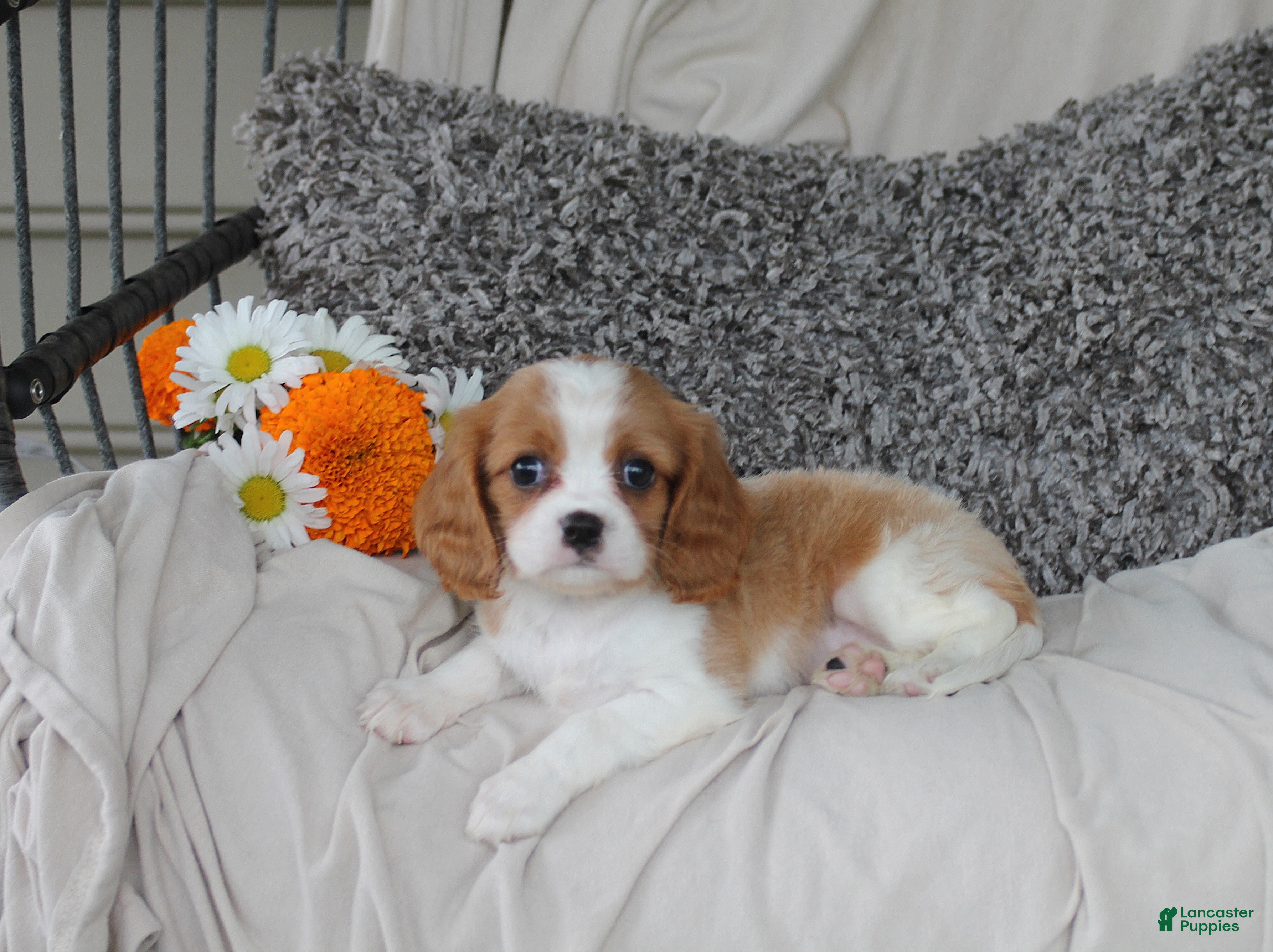 Cavalier King Charles Spaniel dogs Princess - Ad 2