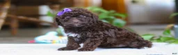 Miniature Poodle dogs for sale: Lila - Ad 4