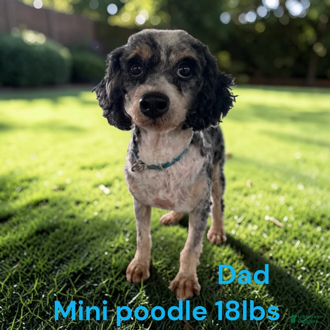 Mini Bernedoodle dogs for sale: Mini Bernedoodle 2 - Ad 4