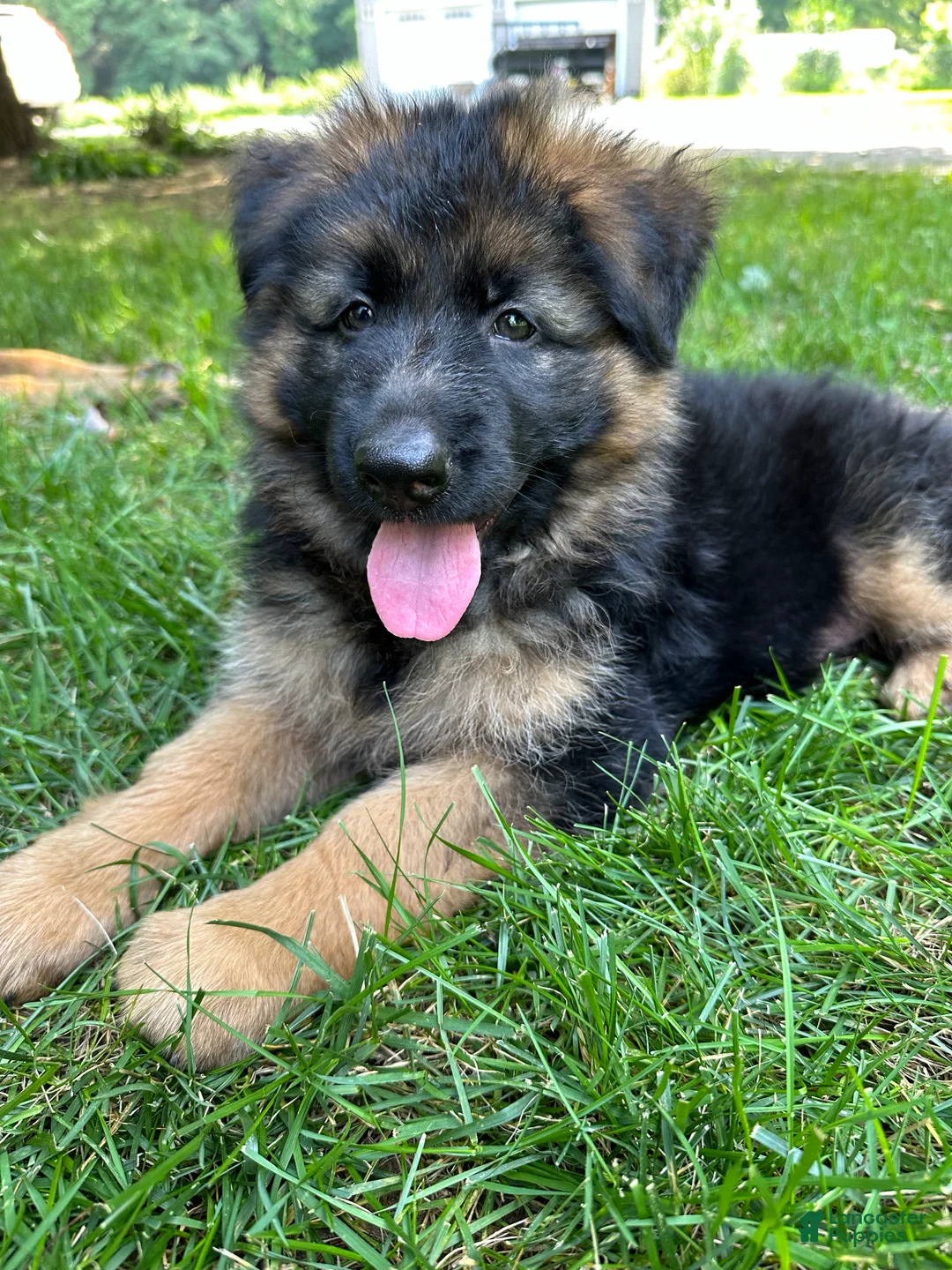 German Shepherd dogs for sale: Max - Ad 1