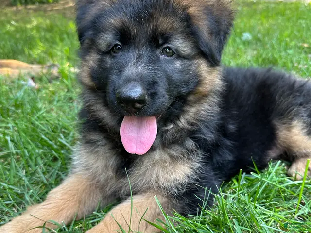 German Shepherd dogs for sale: Max - Ad 1