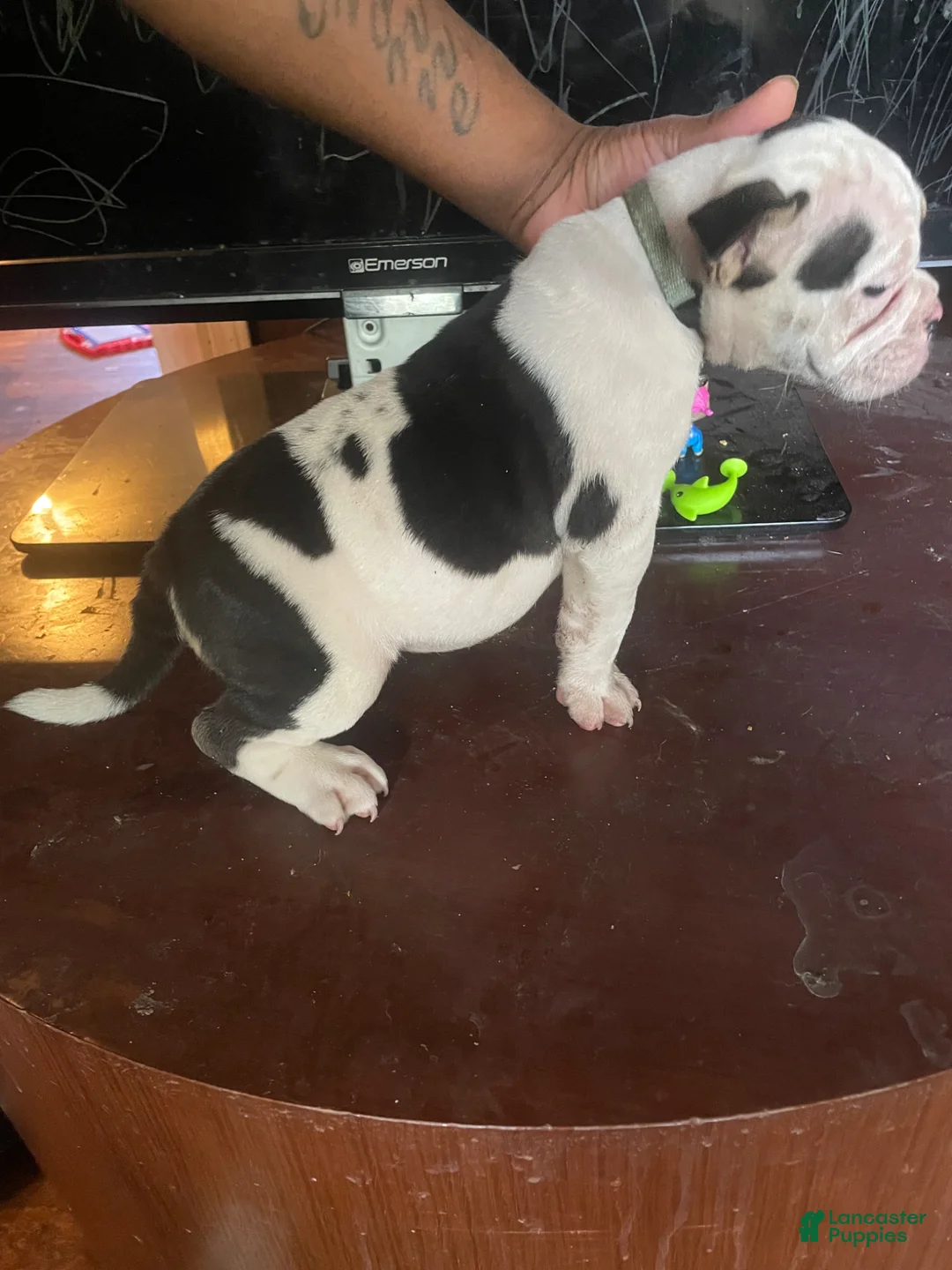American Bully dogs for sale:  Pocket Bully  - Ad 2