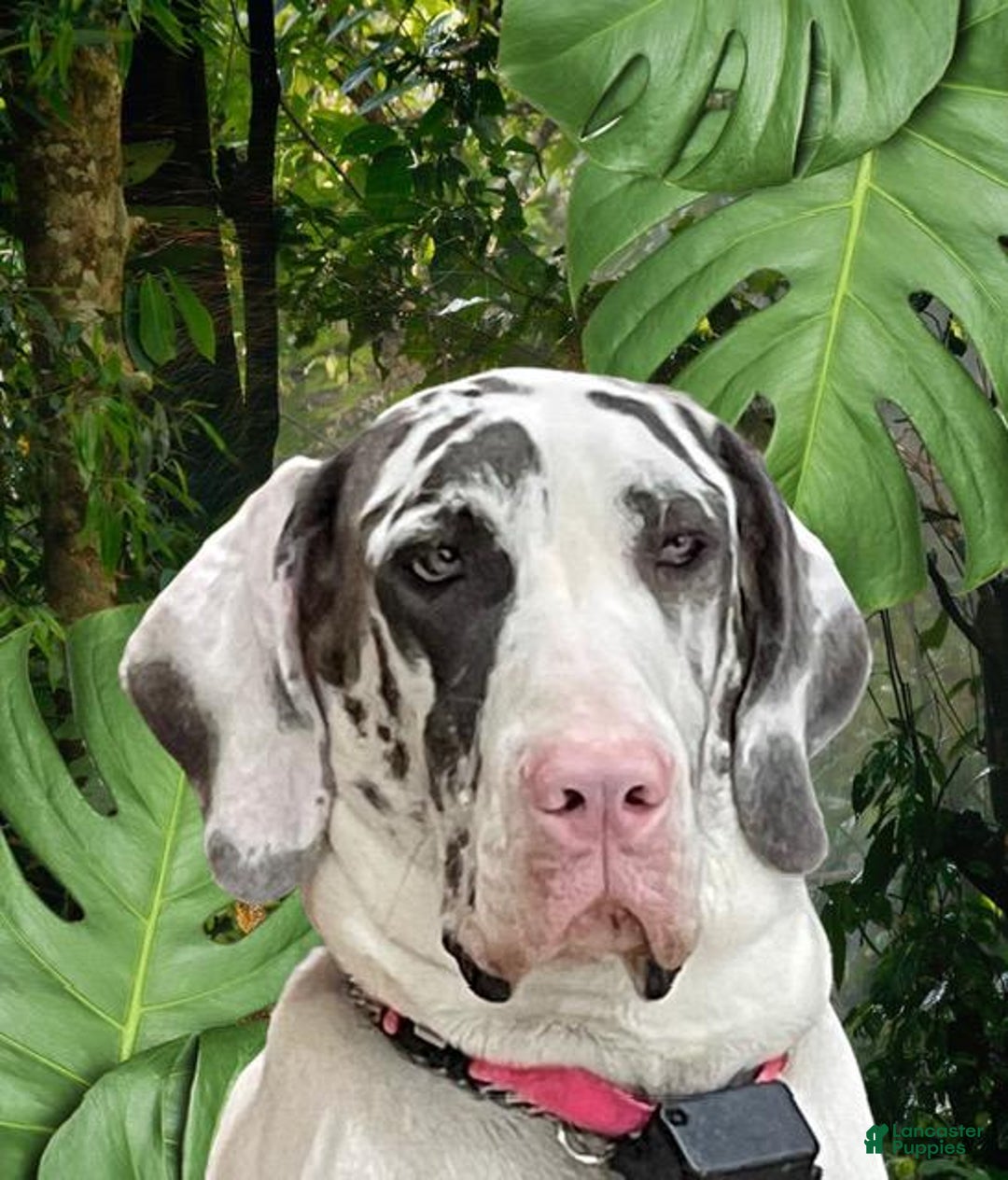Great Dane dogs for sale: Wendy - Blue Harlequin - Ad 2