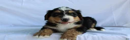 Bernedoodle dogs for sale: Rascal - Ad 3