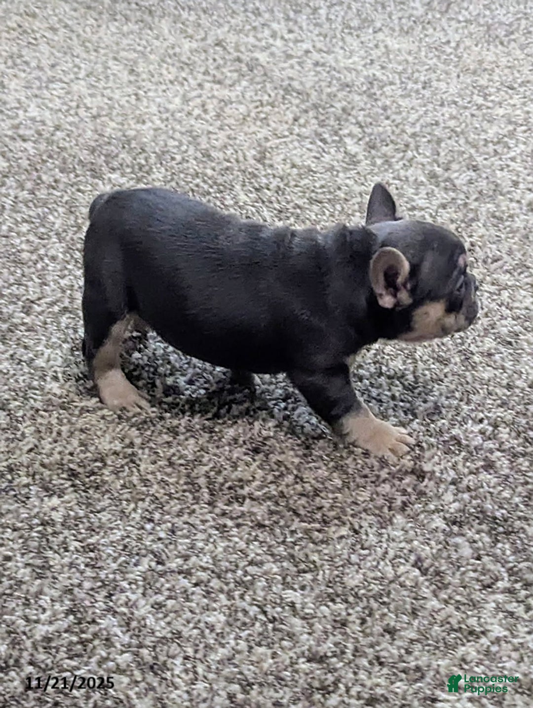French Bulldog dogs for sale: Amber - Ad 5