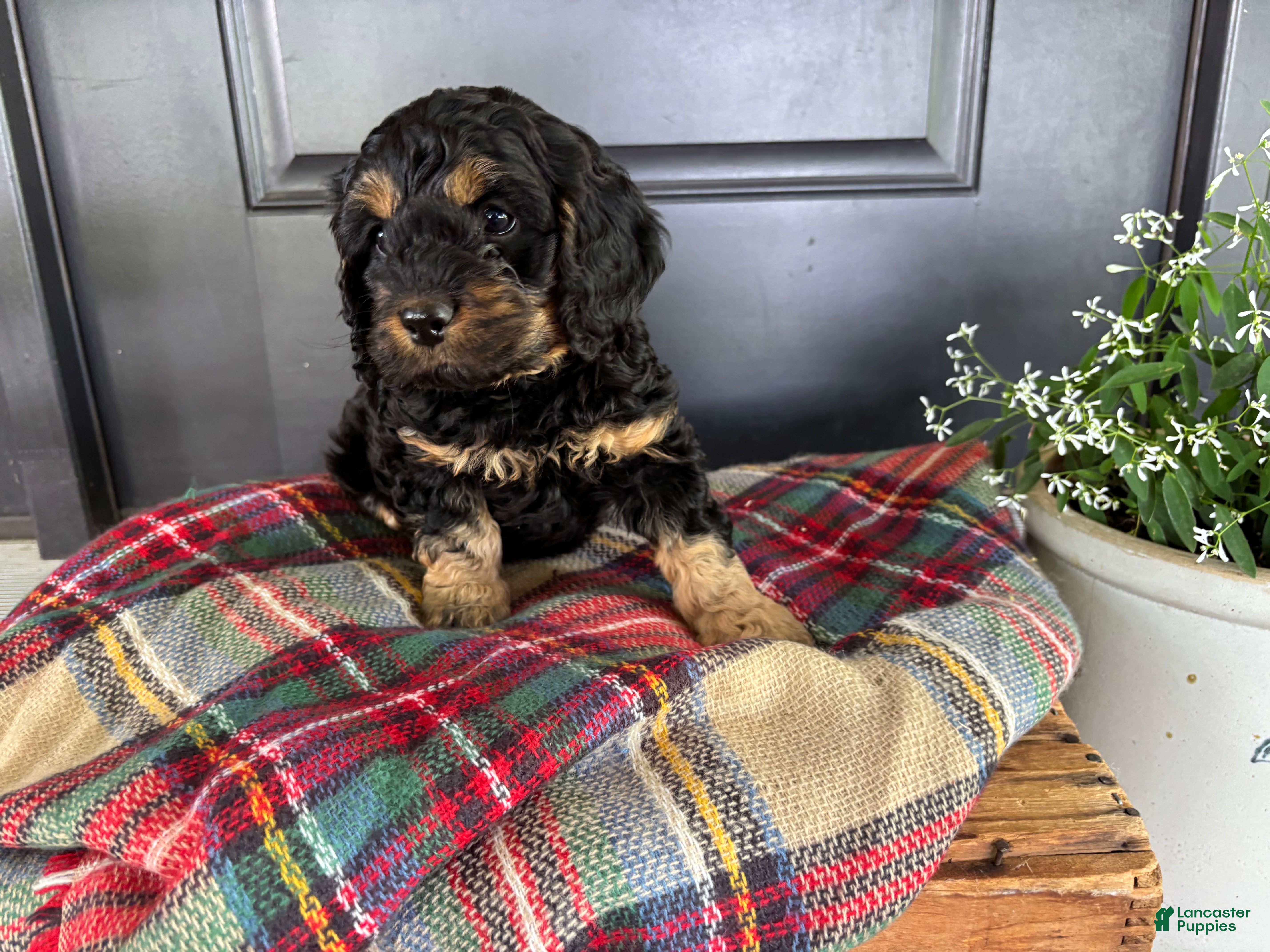 Cockapoo dogs for sale: Crickett  - Ad 5