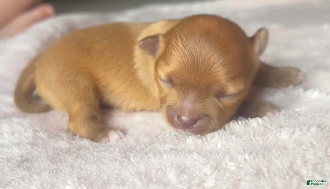 Chihuahua dogs for sale: Bud - Ad 1