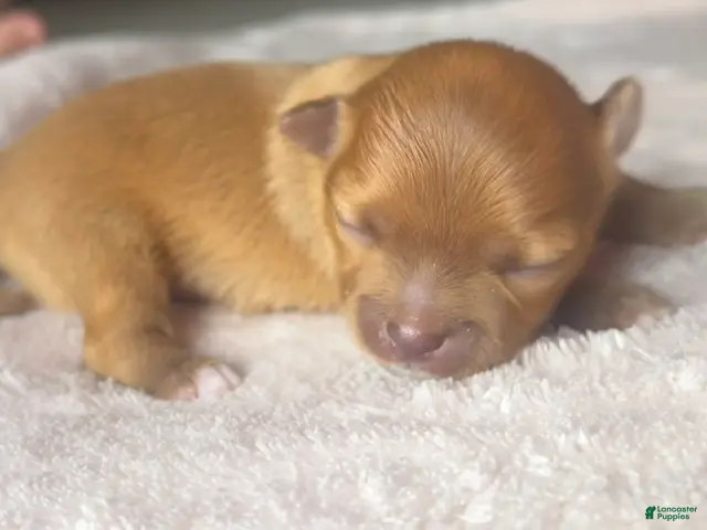 Chihuahua dogs Bud - Ad 1