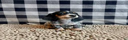 Miniature Dachshund dogs for sale: Nettie - Ad 14