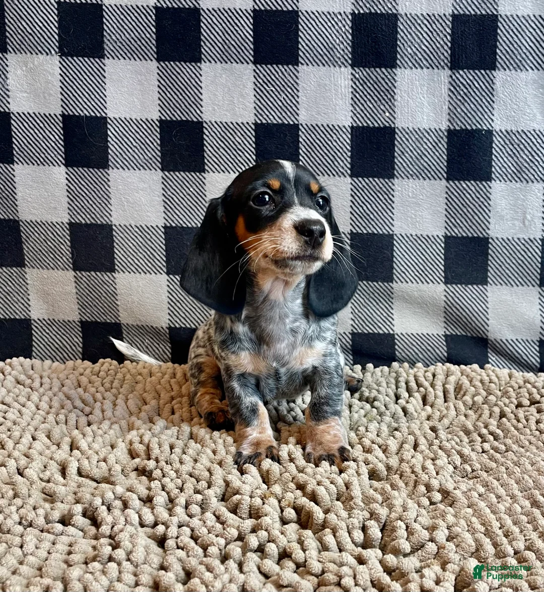 Miniature Dachshund dogs for sale: Nettie - Ad 14