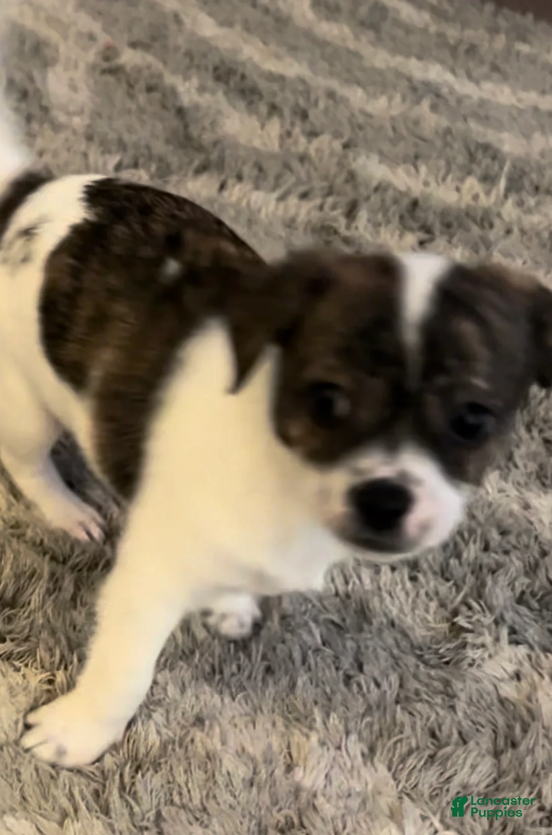 Chihuahua dogs for sale: Chihuahua 1 - Ad 1