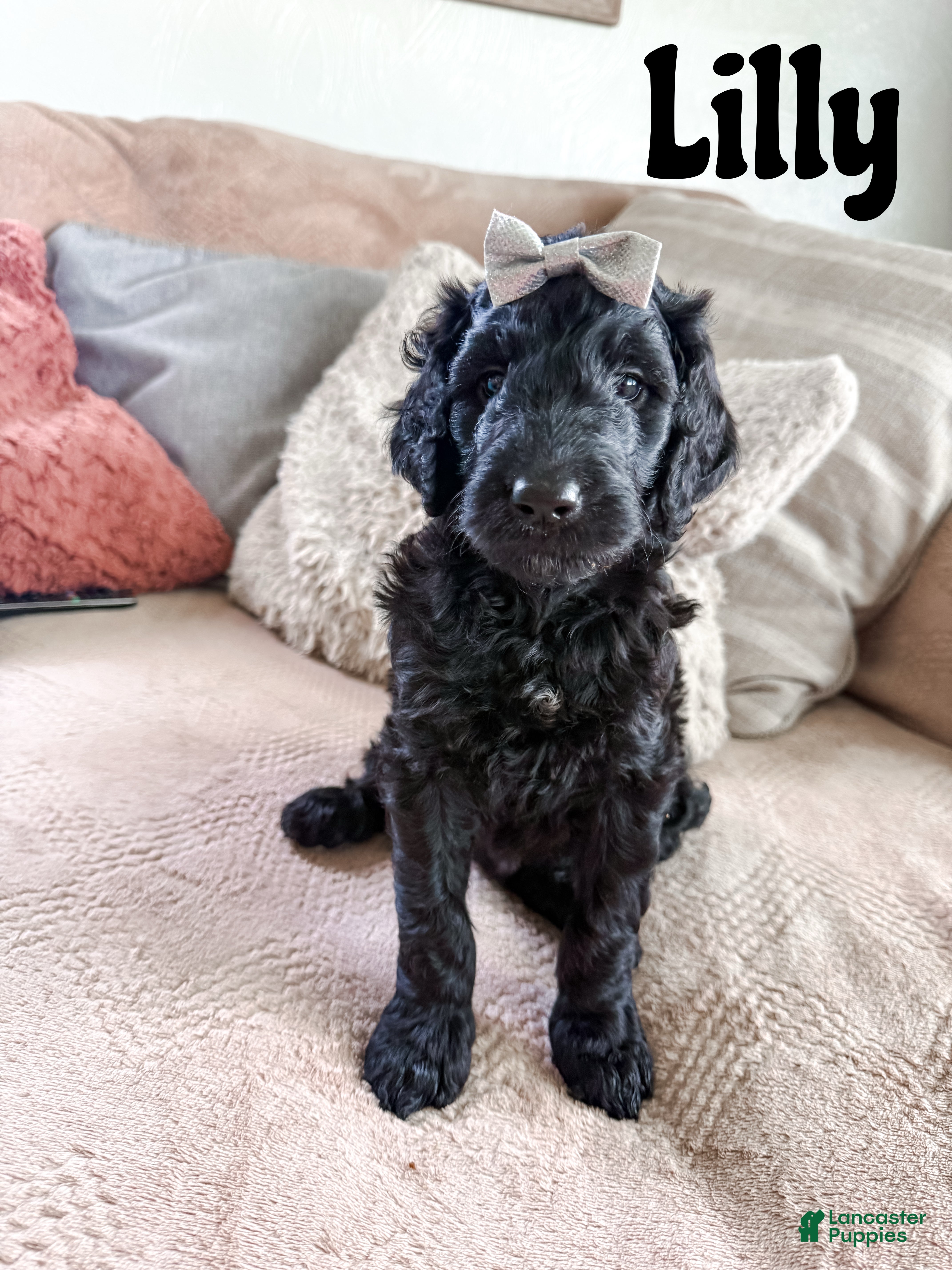 Goldendoodle dogs Lilly - Ad 1