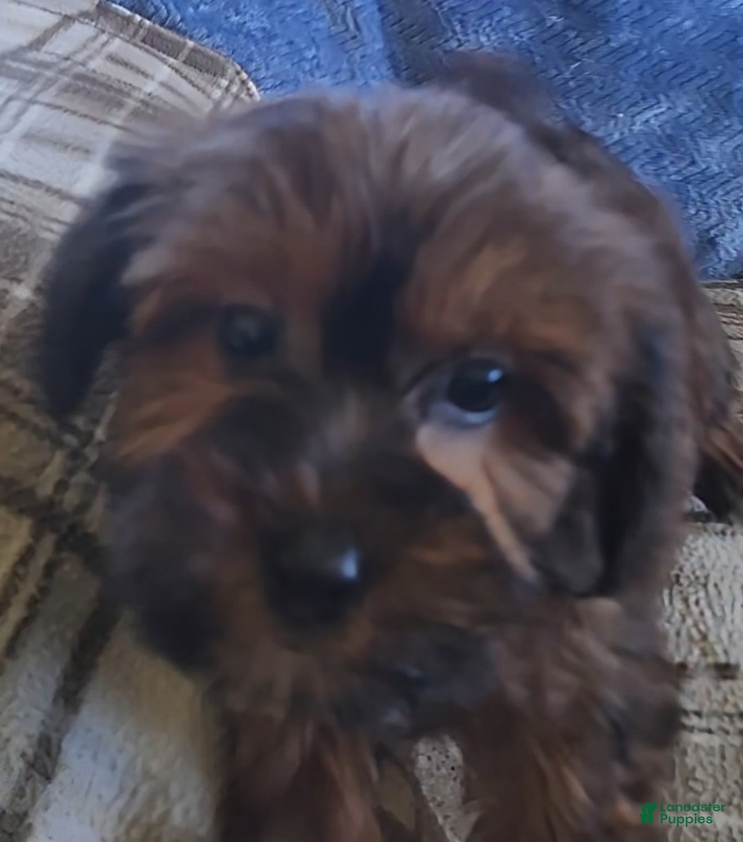 Mixed Breed dogs for sale: Mason - Ad 2