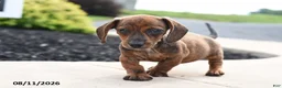 Miniature Dachshund dogs for sale: Yankee - Ad 3