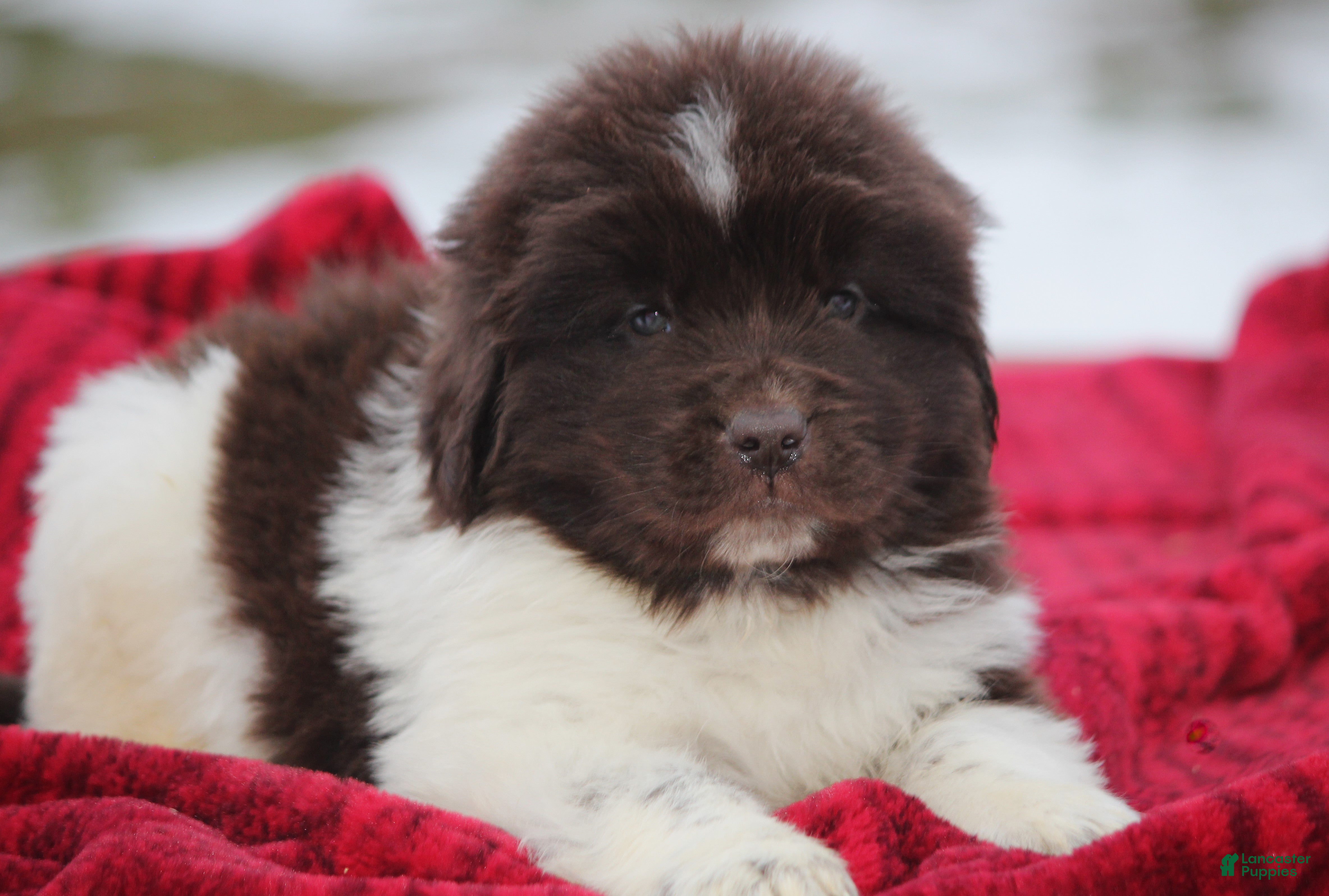 Newfoundland dogs Phoenix - Ad 29