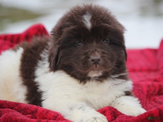 Newfoundland dogs Phoenix - Ad 34