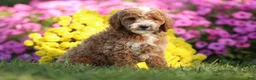Mini Goldendoodle dogs for sale: Allen - Ad 1