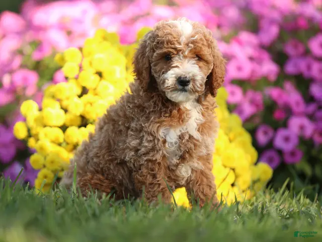 Mini Goldendoodle dogs for sale: Allen - Ad 14