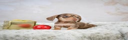 Miniature Dachshund dogs for sale: Eloise - Ad 10