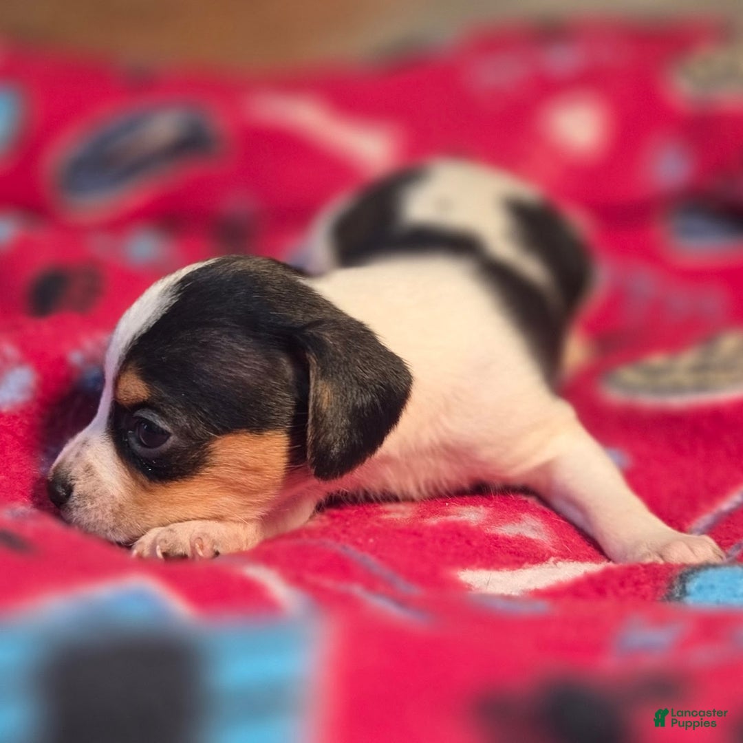 Beagle dogs for sale: Loralie Queen Elizabeth Pocket Beagle - Ad 9