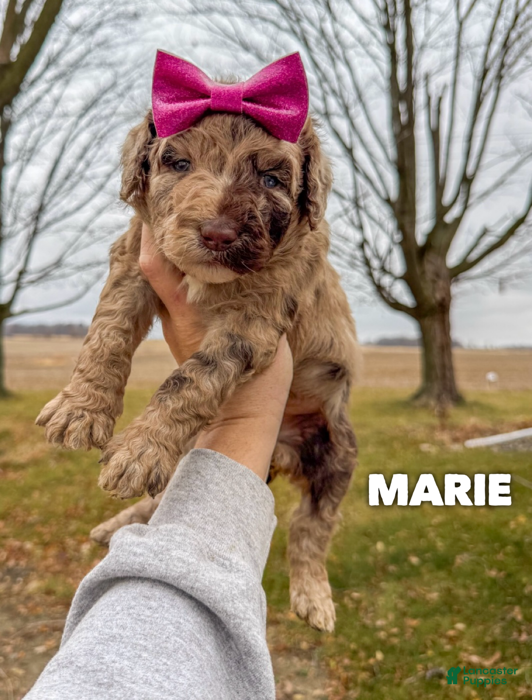 Goldendoodle dogs for sale: Marie - Ad 1