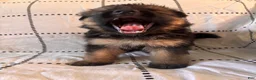German Shepherd dogs for sale: Bandit (green collar) - Ad 4