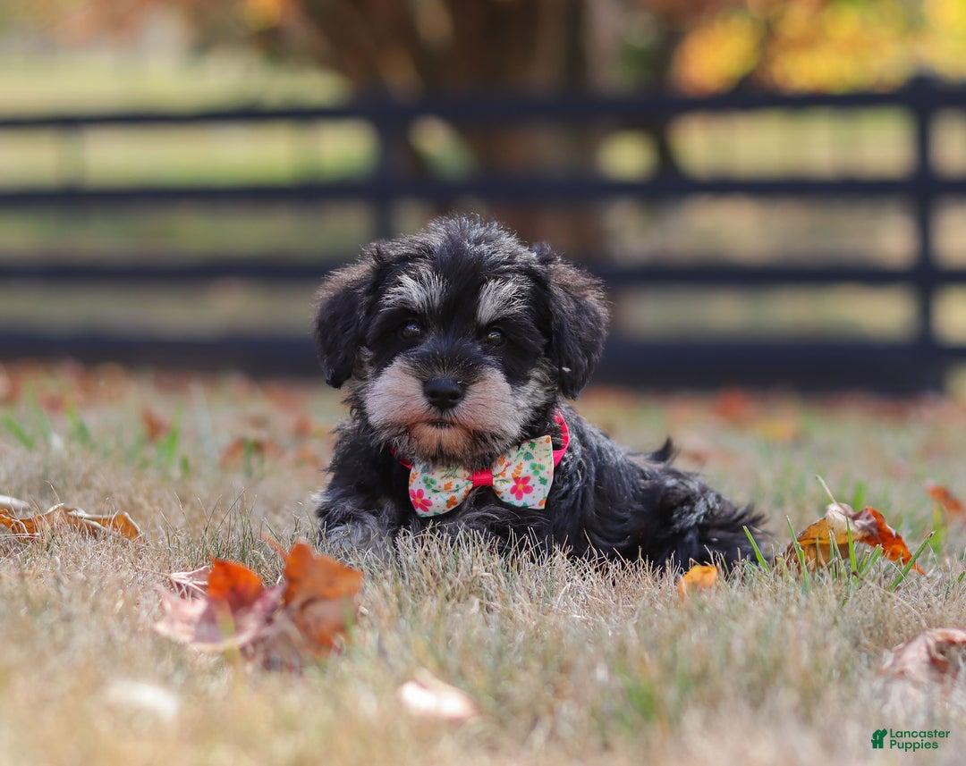 Miniature Schnauzer dogs for sale: Brianna - Ad 41