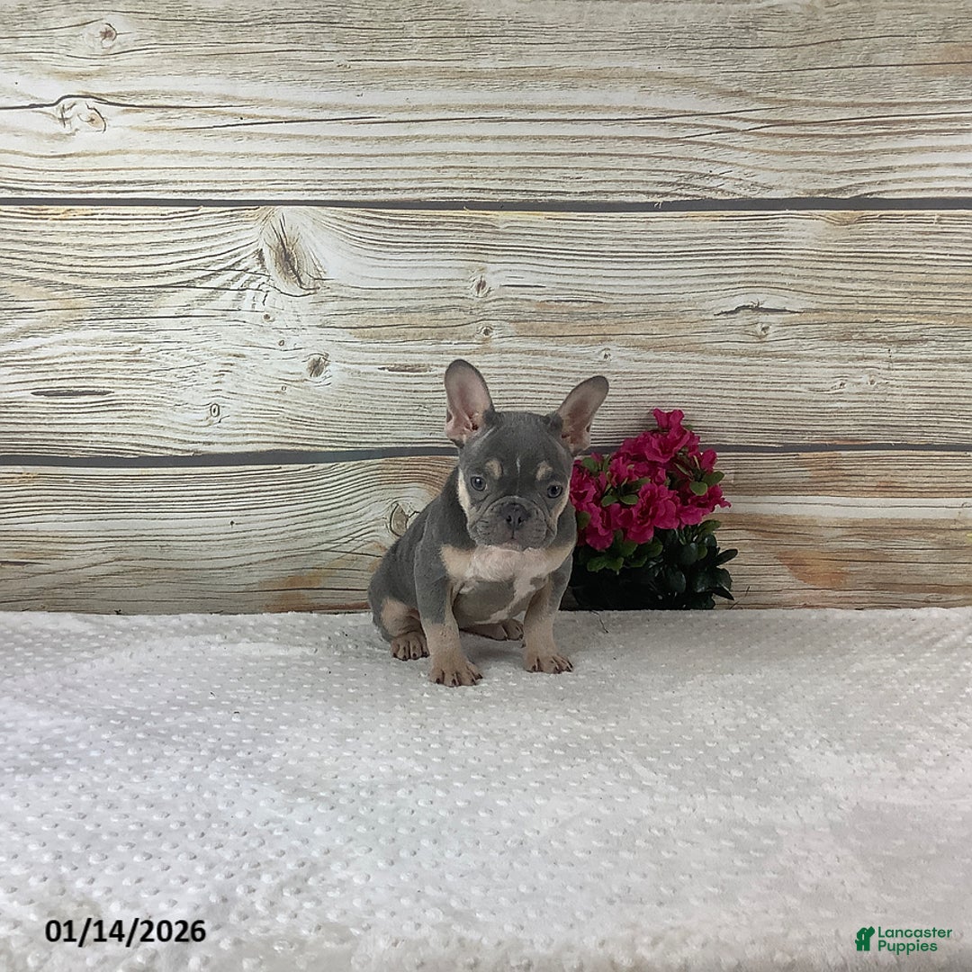 French Bulldog dogs for sale: Polly - Ad 5