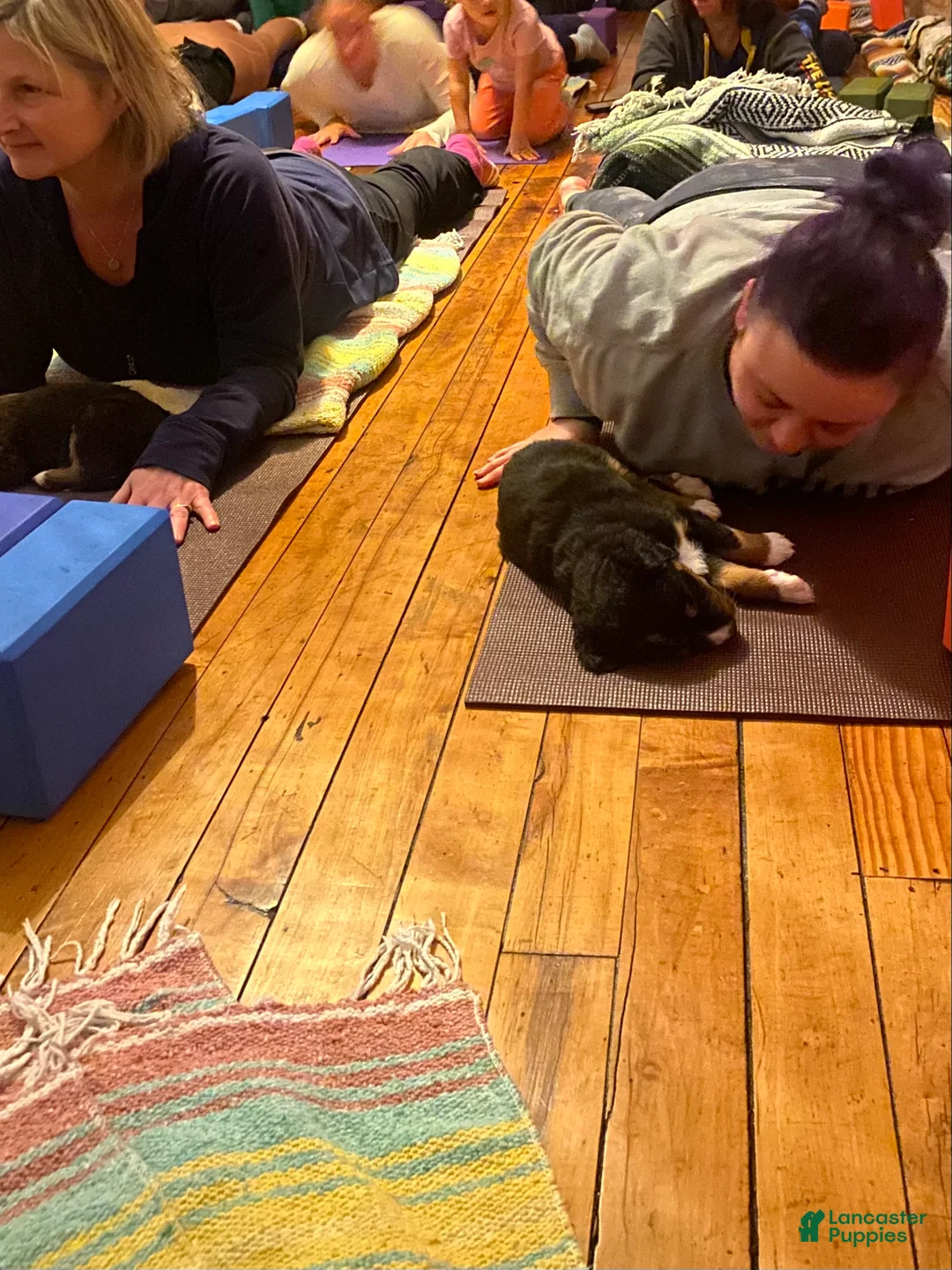 Bernedoodle dogs for sale: Bernedoodle Puppy 1 - Ad 13