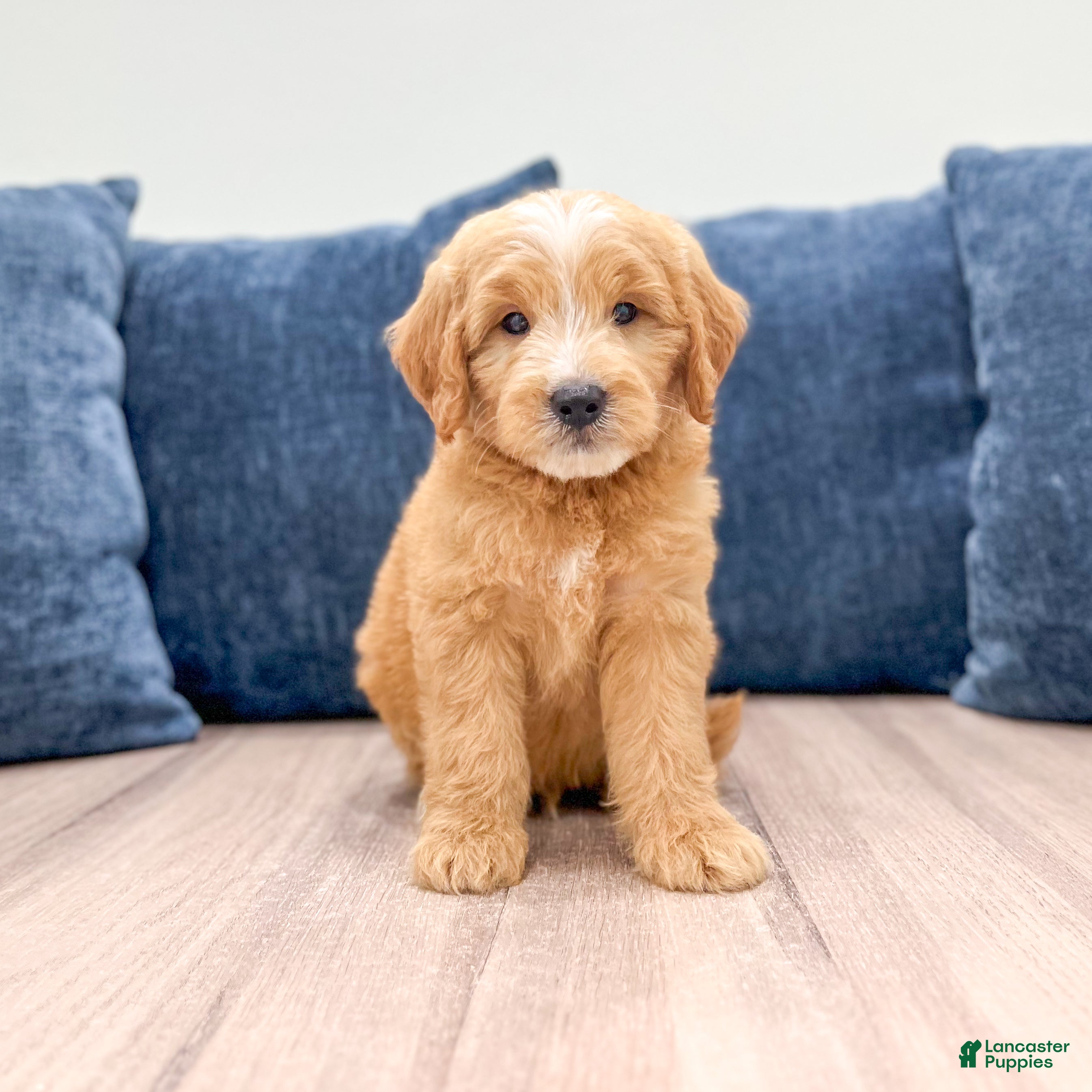 Mini Goldendoodle dogs Lane - Ad 1