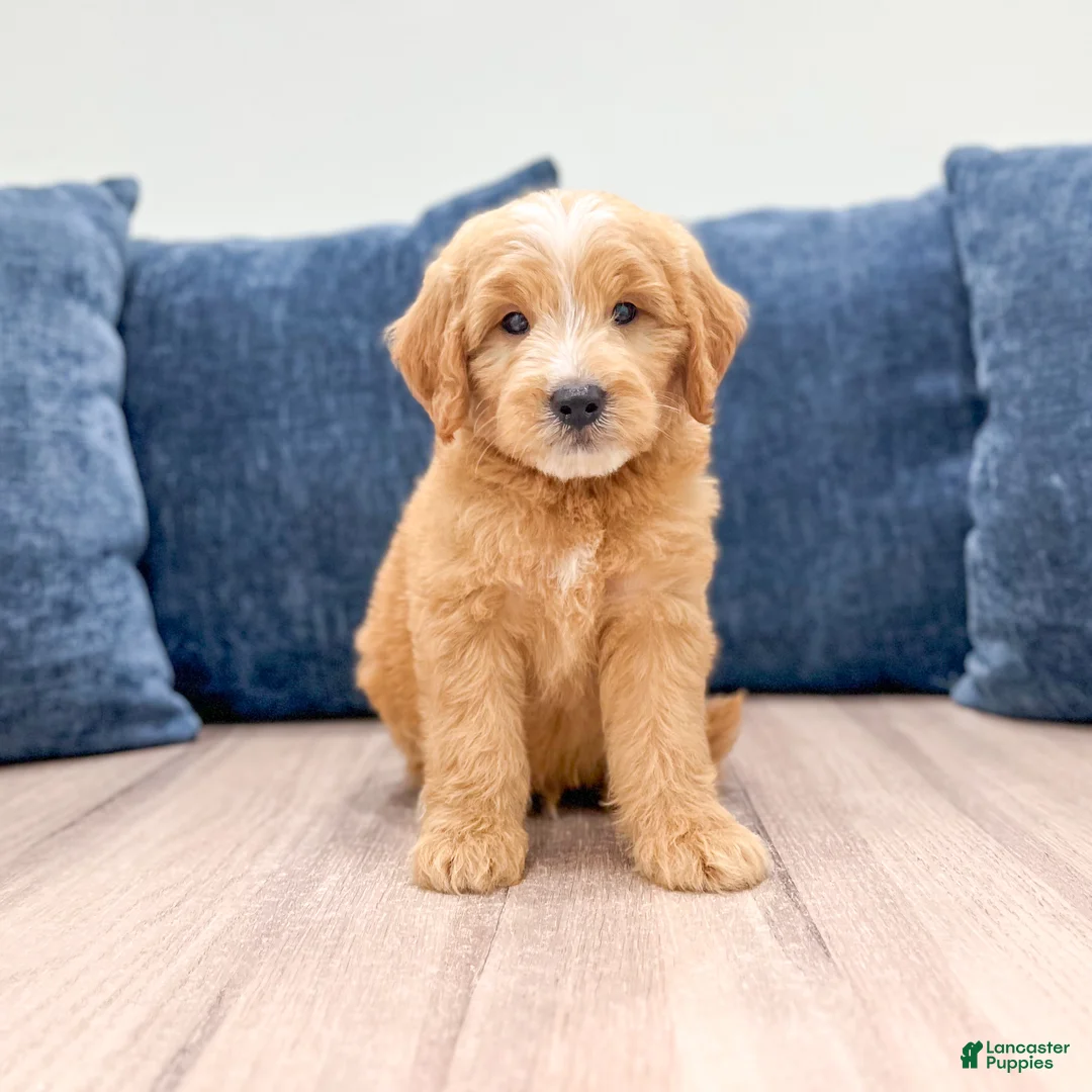 Mini Goldendoodle dogs for sale: Lane - Ad 1