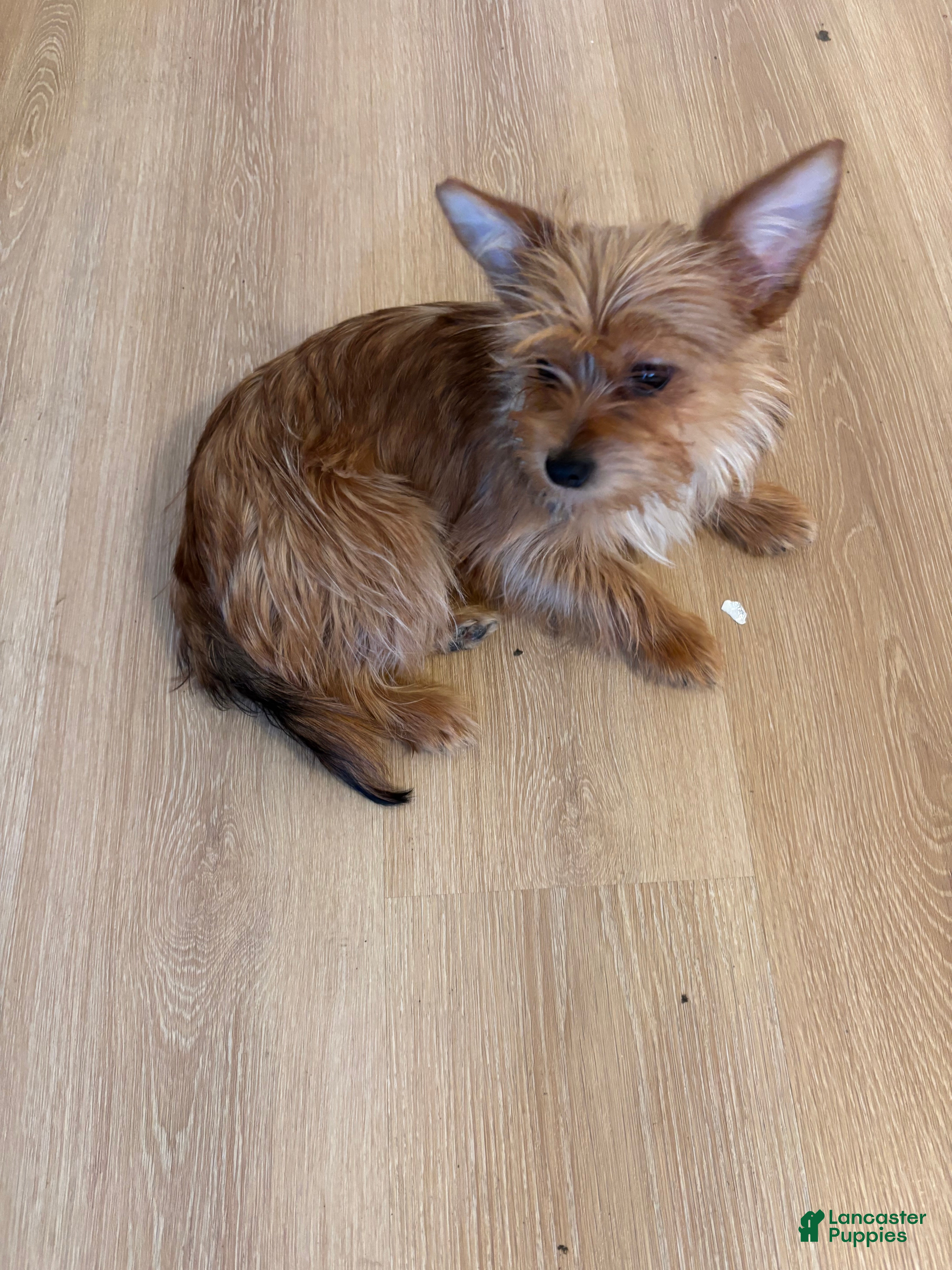 Shorkie dogs Shorkie 2 - Ad 3