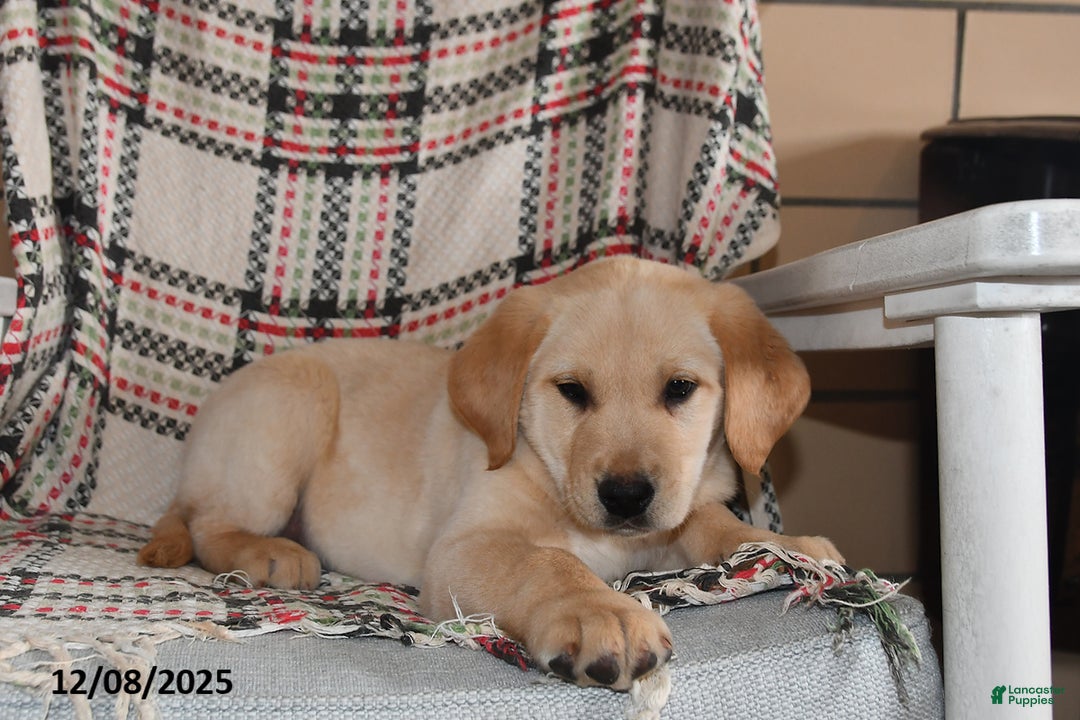 Labrador Retriever dogs for sale: Blaze - Ad 4