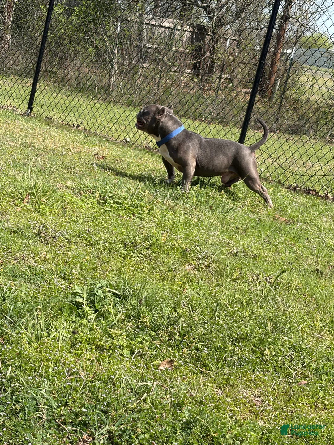 American Bully dogs for sale: American Bully Puppy 1 - Ad 1