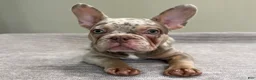 French Bulldog dogs for sale: Misty - Ad 3