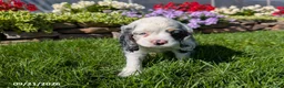 Cocker Spaniel dogs for sale: Anna - Ad 9