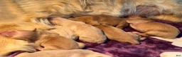 Golden Retriever dogs for sale: Rosie - Ad 5