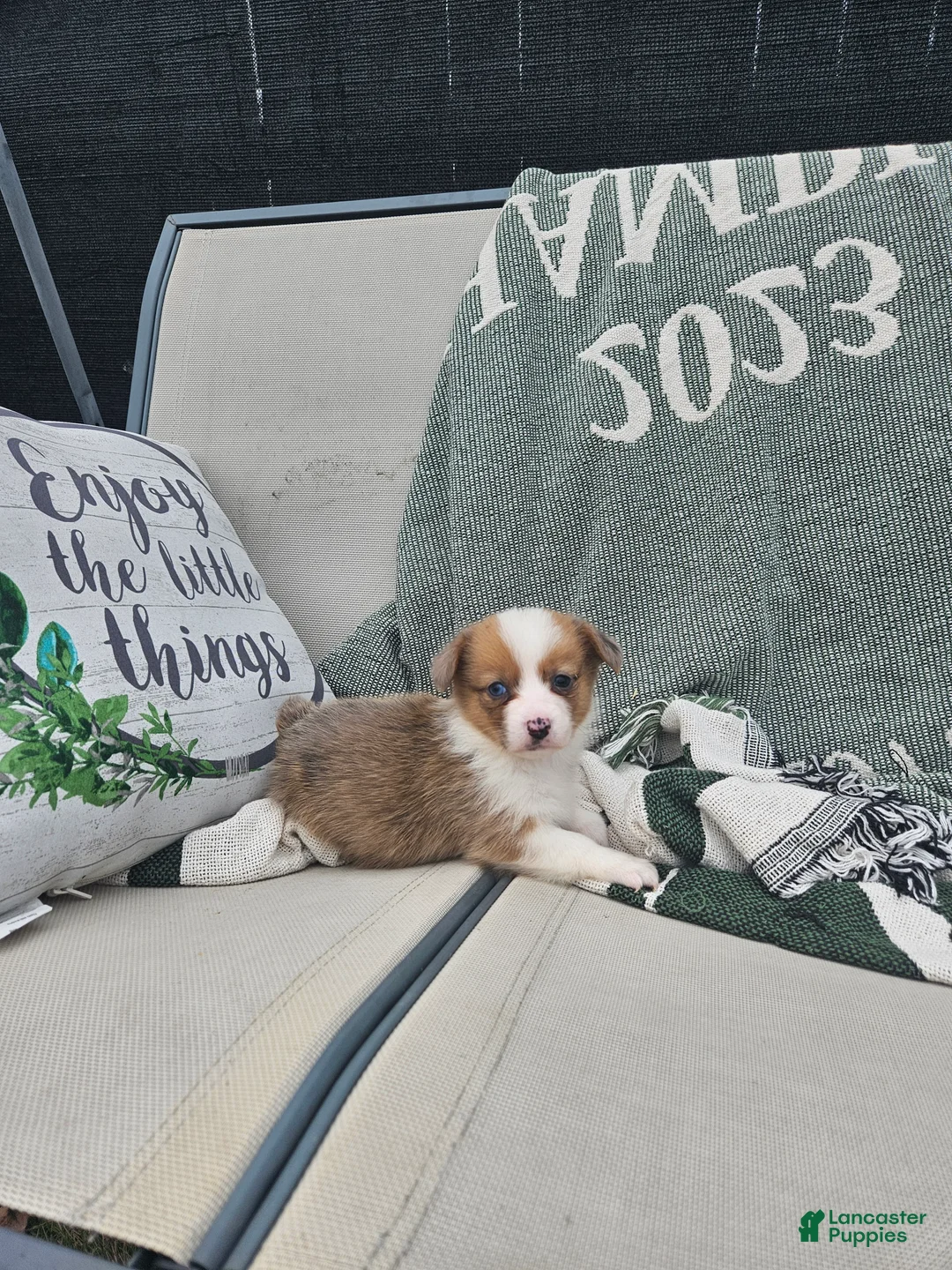 Mixed Breed dogs for sale: Remi - Ad 3