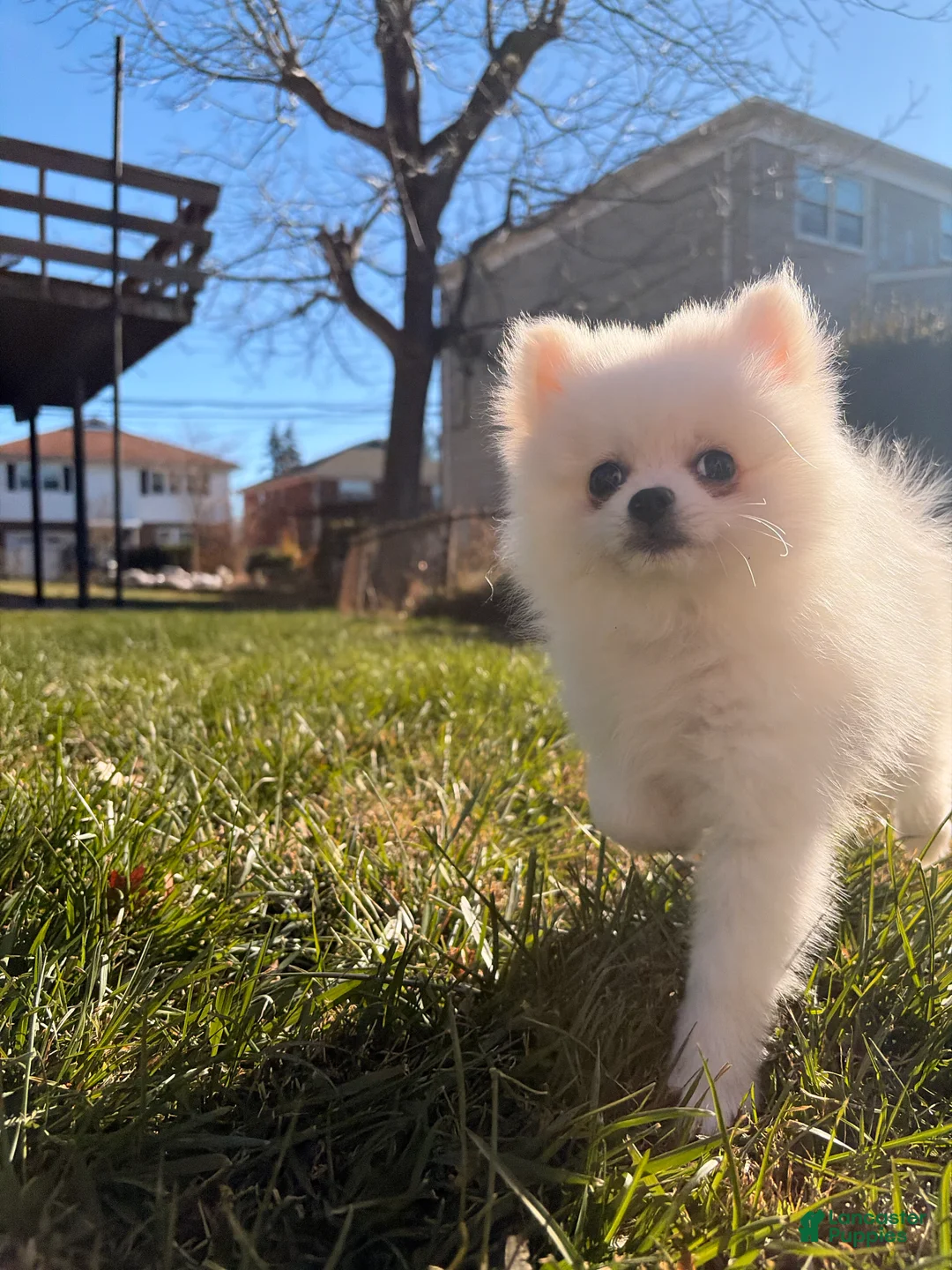 Pomeranian dogs for sale: Sally - Ad 4