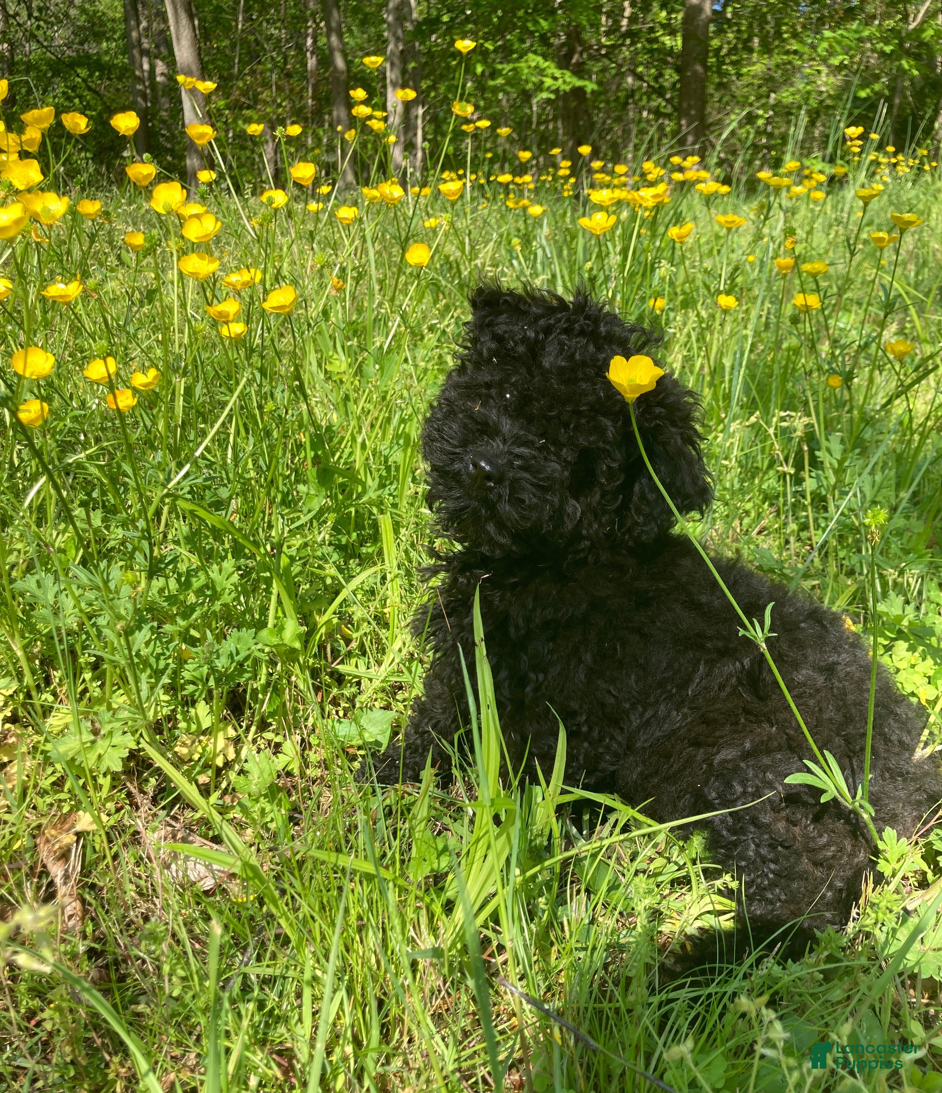 Miniature Poodle dogs Shanea - Ad 1