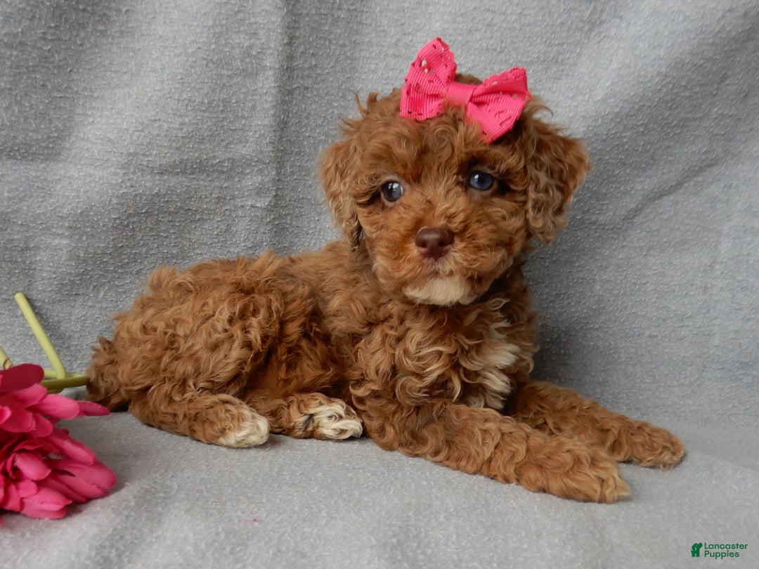 Cockapoo dogs for sale: Betsie - Ad 6